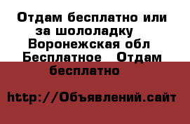 Отдам бесплатно или за шололадку) - Воронежская обл. Бесплатное » Отдам бесплатно   